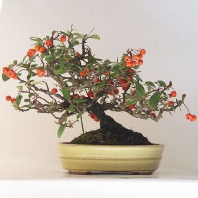 タチバナモドキ 1点もの No.102の盆栽を販売｜学べる盆栽妙 – 盆栽妙 本店