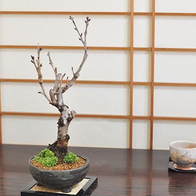 南殿八重桜 を販売｜入門は盆栽妙 – 盆栽妙 本店