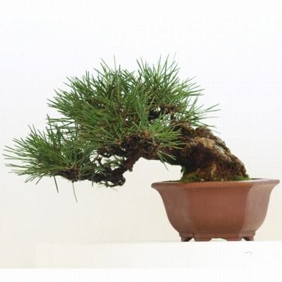 黒松盆栽　1 黒松 1点もの No.109の盆栽を販売｜学べる盆栽妙 – 盆栽妙 本店