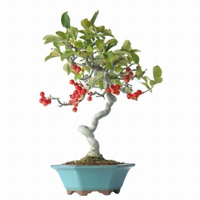 深山海棠 1点もの No.10の盆栽を販売｜ギフトを贈るなら盆栽妙 – 盆栽