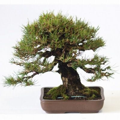 赤松 1点もの No.110の盆栽を販売｜学べる盆栽妙 – 盆栽妙 本店