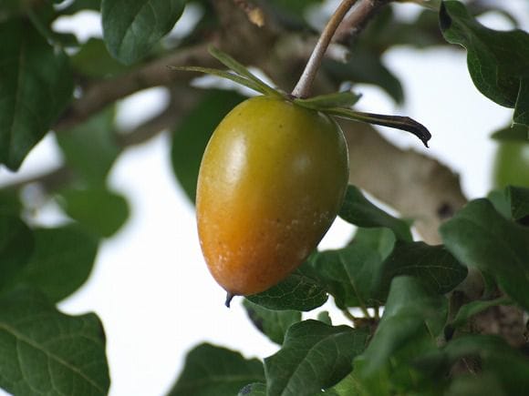 老爺柿 1点もの No.11