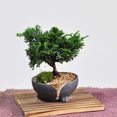 チャボヒバ檜盆栽 盆栽・石化檜 Bonsai Japanese Cypress・Sekahinoki