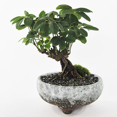 ミニあけびの盆栽を販売｜盆栽妙 – 盆栽妙 本店