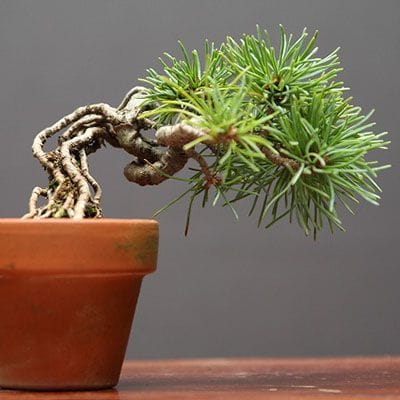 【一点物 匠の盆栽】四国五葉松 豆盆栽 樹齢10年
