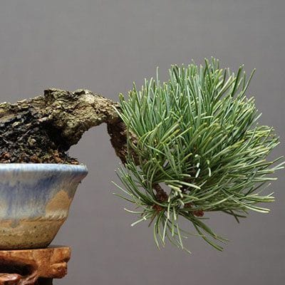 宮島五葉松 小品盆栽 樹齢20年の一点物盆栽を販売｜盆栽妙 – 盆栽妙 本店
