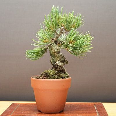 【一点物 匠の盆栽】宮島五葉松 小品盆栽 樹齢15年