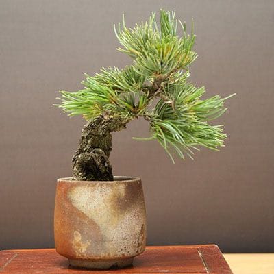 【一点物 匠の盆栽】宮島五葉松 小品盆栽 樹齢15年