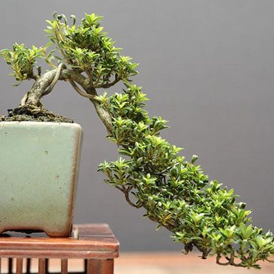 【一点物 匠の盆栽】小町 豆盆栽 樹齢13年