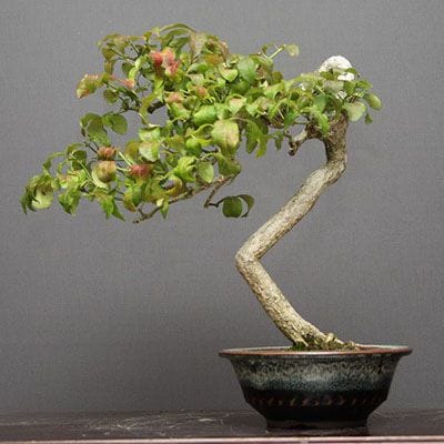 【一点物 匠の盆栽】こまゆみ貴風盆栽 樹齢25年