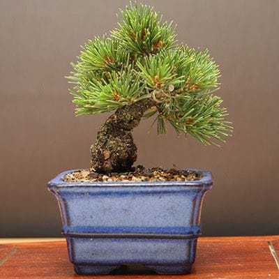 【一点物 匠の盆栽】九重五葉松 豆盆栽 樹齢13年