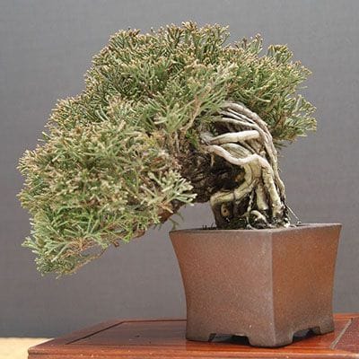 【一点物 匠の盆栽】糸魚川真柏 小品盆栽 樹齢25年