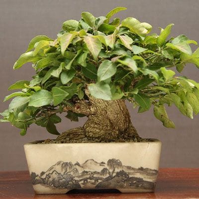 【一点物 匠の盆栽】こまゆみ 小品盆栽 樹齢30年