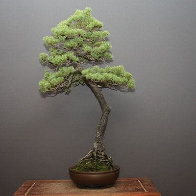 【一点物 匠の盆栽】五葉松 大品盆栽 樹齢35年