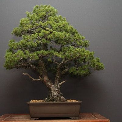 【一点物 匠の盆栽】九重五葉松 大品盆栽 樹齢40年