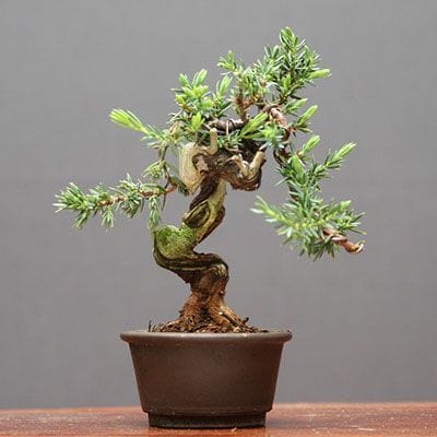 【一点物 匠の盆栽】山採り杜松宝 豆盆栽 樹齢25年