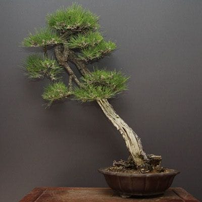 【一点物 匠の盆栽】山採り黒松 大品盆栽 樹齢60年