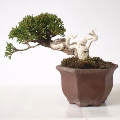 真柏 1点もの No.133の盆栽を販売｜教材は盆栽妙 – 盆栽妙 本店