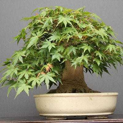 【一点物 匠の盆栽】山もみじ貴風盆栽 樹齢40年