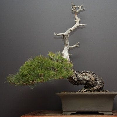 【一点物 匠の盆栽】山採り淡路黒松 大品盆栽 樹齢100年