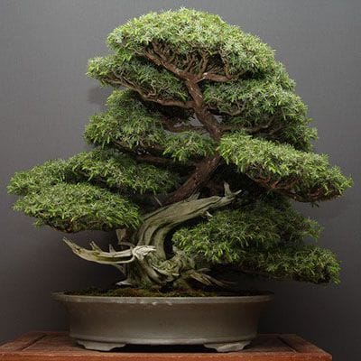 【一点物 匠の盆栽】山採り杜松 大品盆栽 樹齢80年