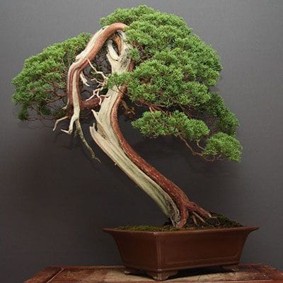 【一点物 匠の盆栽】山採り真柏 大品盆栽 樹齢80年