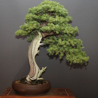 【一点物 匠の盆栽】山採り杜松 大品盆栽 樹齢80年