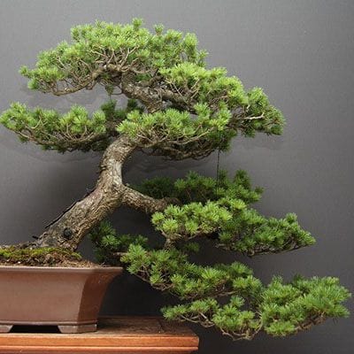 【一点物 匠の盆栽】瑞祥五葉松 大品盆栽 樹齢40年