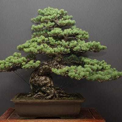 【一点物 匠の盆栽】宮島五葉松 大品盆栽 樹齢70年