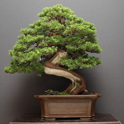 【一点物 匠の盆栽】山採り真柏 中品盆栽 樹齢25年