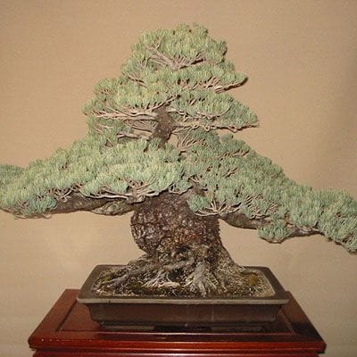 【一点物 匠の盆栽】五葉松 大品盆栽 樹齢70年