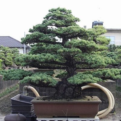 【一点物 匠の盆栽】五葉松 大品盆栽 樹齢100年