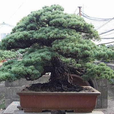 【一点物 匠の盆栽】五葉松 大品盆栽 樹齢100年