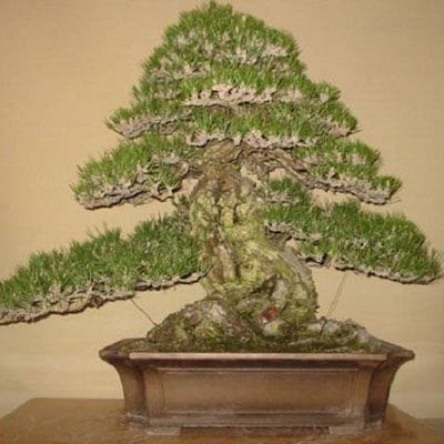 淡路黒松【山採り】 大品盆栽 樹齢300年の一点物盆栽を販売