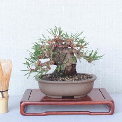 【一点物 匠の盆栽】 黒松 瑞宝 No.52