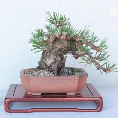 【一点物 匠の盆栽】 黒松 瑞宝 No.53