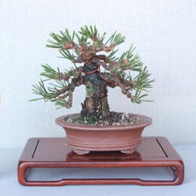 一点物 匠の盆栽】 黒松 瑞宝 No.54｜盆栽妙 – 盆栽妙 本店