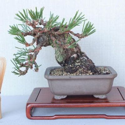 【一点物 匠の盆栽】 黒松 瑞宝 No.55