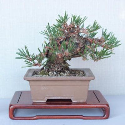 【一点物 匠の盆栽】 黒松 瑞宝 No.56