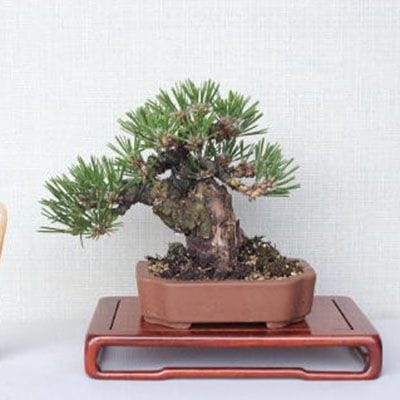 【一点物 匠の盆栽】 黒松 瑞宝 No.57