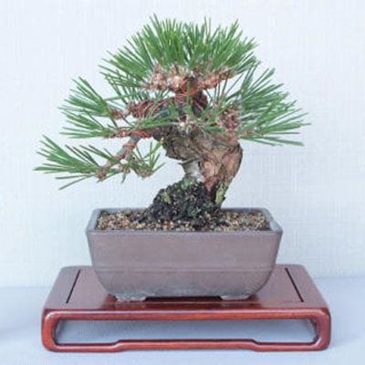 【一点物 匠の盆栽】 黒松 瑞宝 No.58