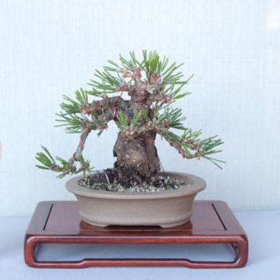 【一点物 匠の盆栽】 黒松 瑞宝 No.59