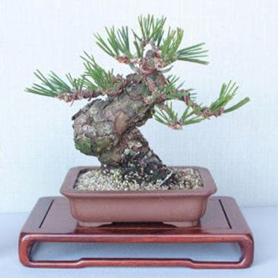 【一点物 匠の盆栽】 黒松 瑞宝 No.60