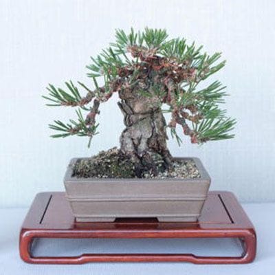 【一点物 匠の盆栽】 黒松 瑞宝 No.61