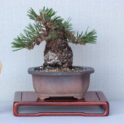 【一点物 匠の盆栽】 黒松 瑞宝 No.63