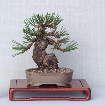 【一点物 匠の盆栽】 黒松 瑞宝 No.64