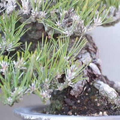 【一点物 匠の盆栽】 黒松 瑞宝 No.66