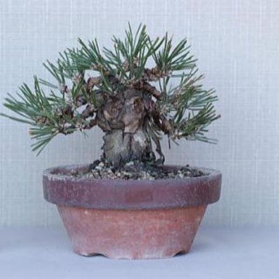 【一点物 匠の盆栽】 黒松 瑞宝 No.68