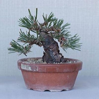 【一点物 匠の盆栽】 黒松 瑞宝 No.69