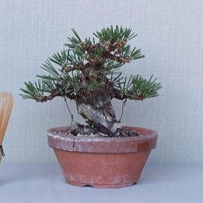 【一点物 匠の盆栽】 黒松 瑞宝 No.70
